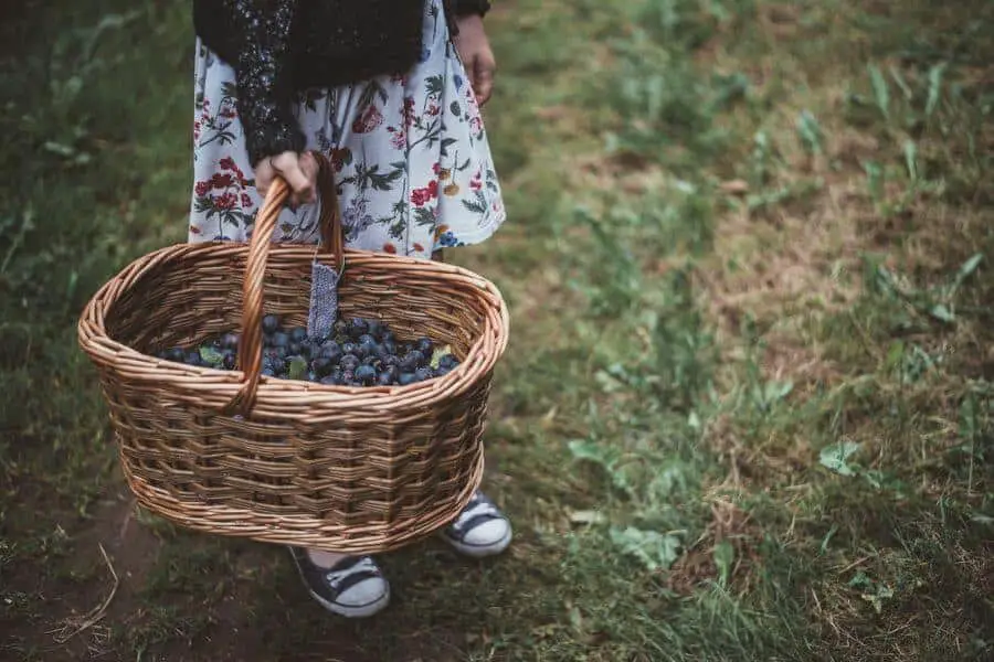girl holding a basket full of grapes